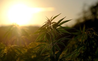 Hemp: are you ready for the challenge?